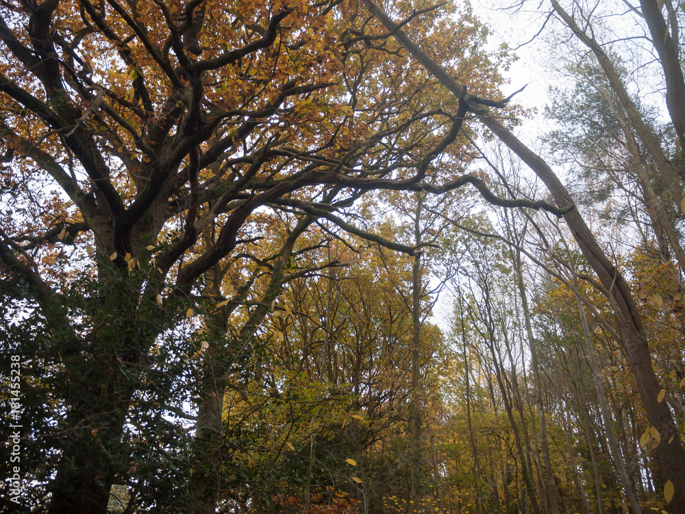 autumn bare branches overcast dull dark forest wood yellow leaves fall autumn bare branches overcast dull dark forest wood yellow leaves fall