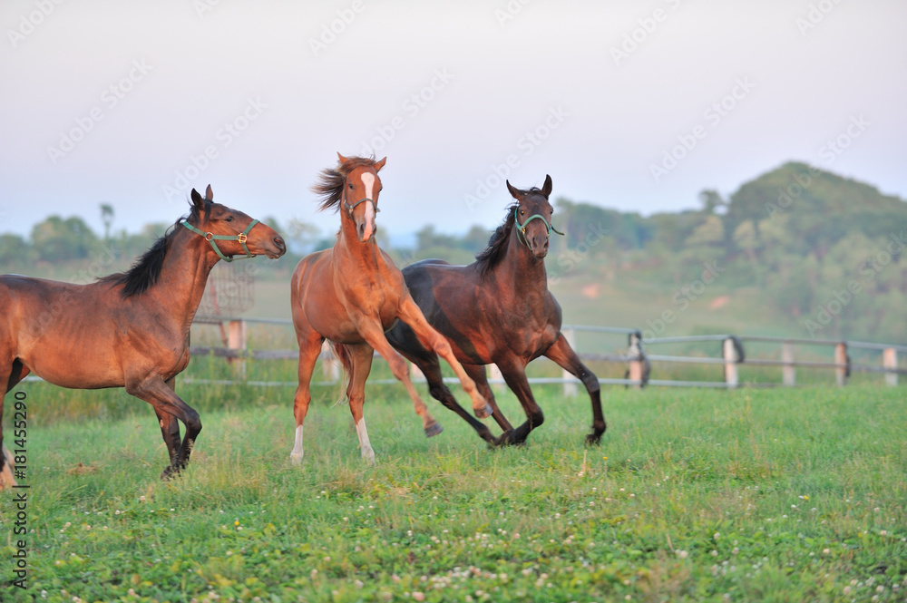 Obraz premium サラブレッド