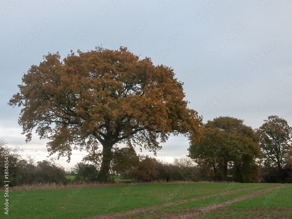 Obraz premium autumn overcast moody background farm landscape tree leaves grass sky