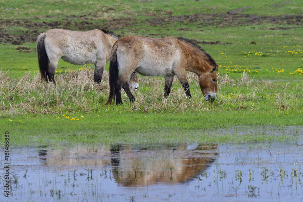 Fototapeta premium Przewalski-Pferde