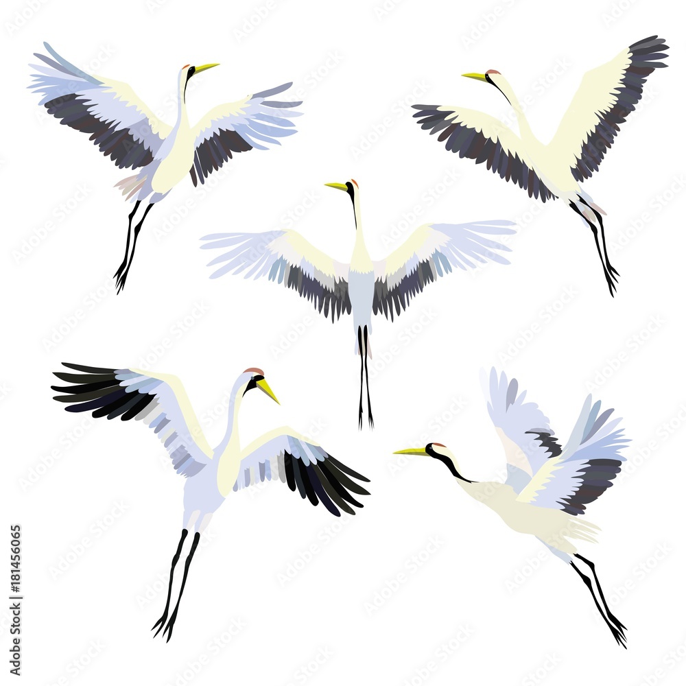 Obraz premium Vector watercolor set of illustrations bird crane. White stork . isolated object