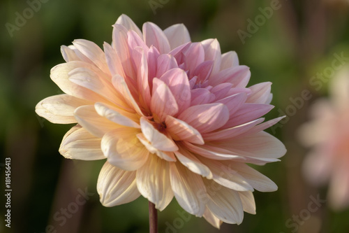 Fototapeta Naklejka Na Ścianę i Meble -  Dahlien (Dahlia)