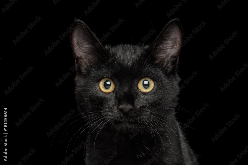 Portrait of Black Kitten with shine fur on isolated background, front view