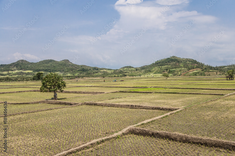 Dry rice paddies in Java, Indonesia Dry rice paddies in Java, Indonesia