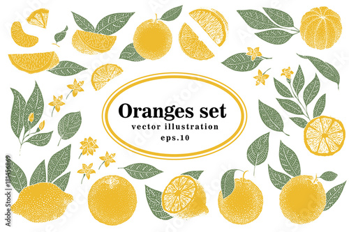 Set of hand drawn citrus illustrations, whole and cut oranges with leaves in sketch style. Vector vintage illustration. Orange slices.