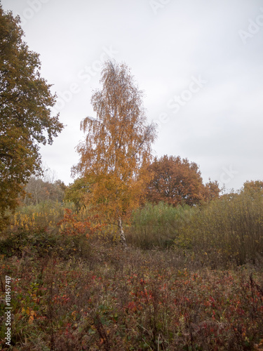 autumn red orange tree leaves brown autumn overcast moody sky background space country landscape