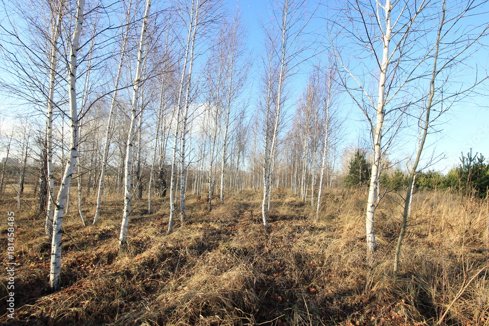 autumn birches in the park autumn birches in the park