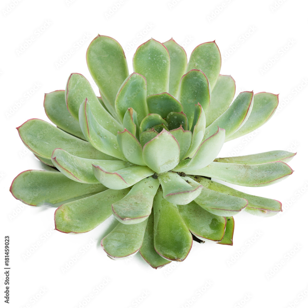 succulents plant in pot on white background succulents plant in pot on white background