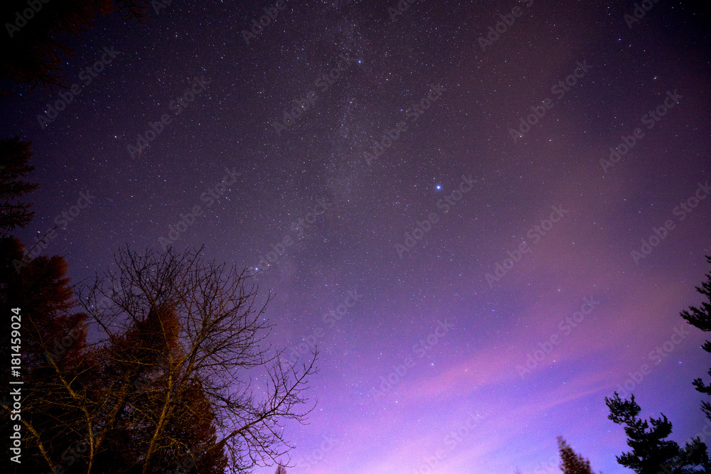 Cielo stellato nella foresta Cielo stellato nella foresta