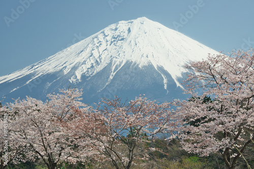満開の桜の花と富士山