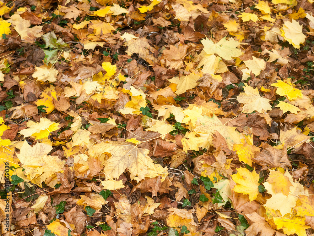background of ground brown orange fall autumn leaves floor forest nature