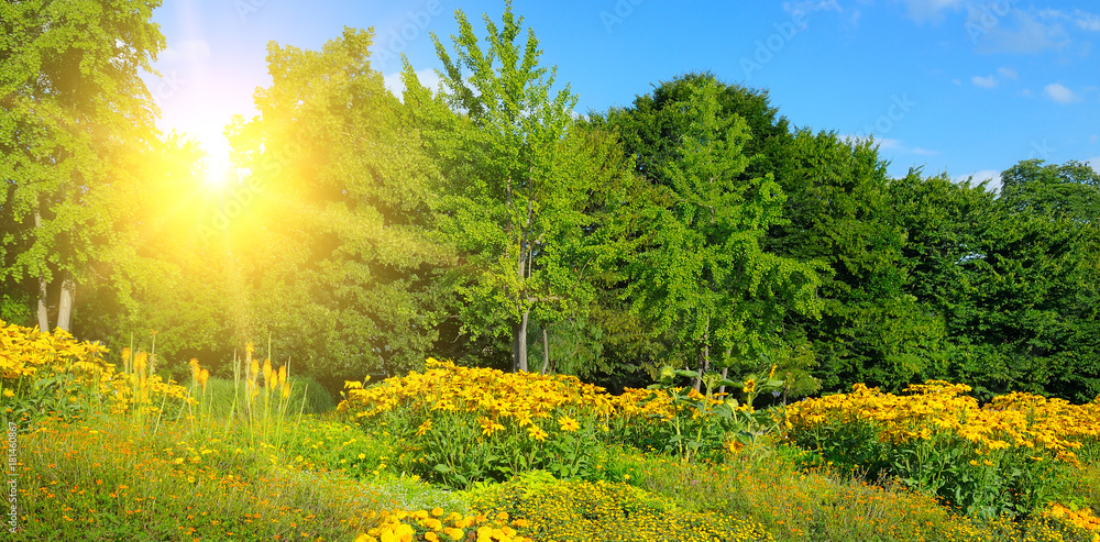 Fototapeta flowers in the summer park and sun