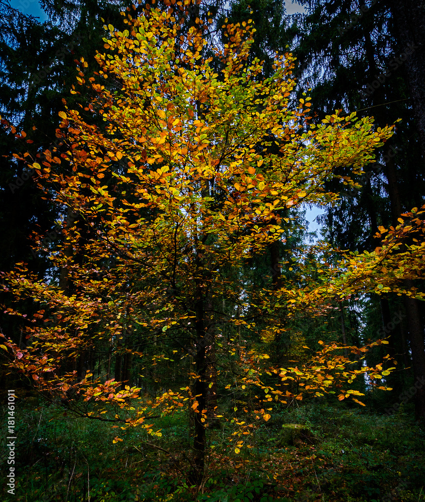 Autumn in tree