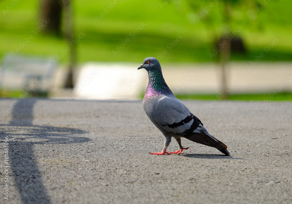 Obraz premium Pigeon