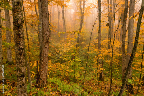 Scenic landscape of autumn forest