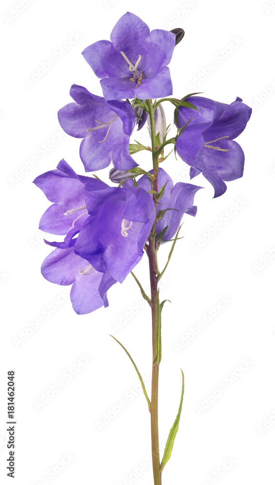 eight violet bellflower blooms on stem