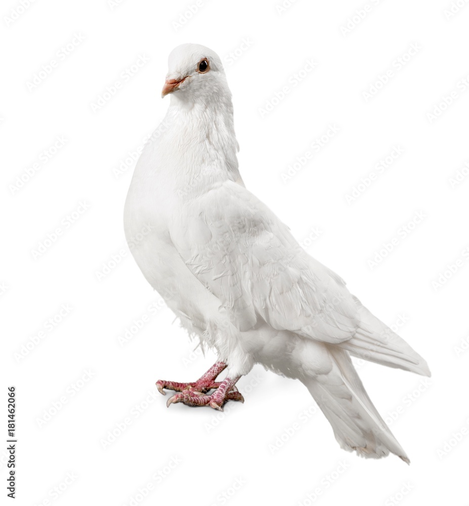 Obraz premium One white Dove
