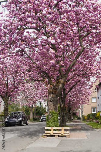 The street in the valley of which trees grow with a beautiful blossoming cherry blossom  a beautiful spring landscape