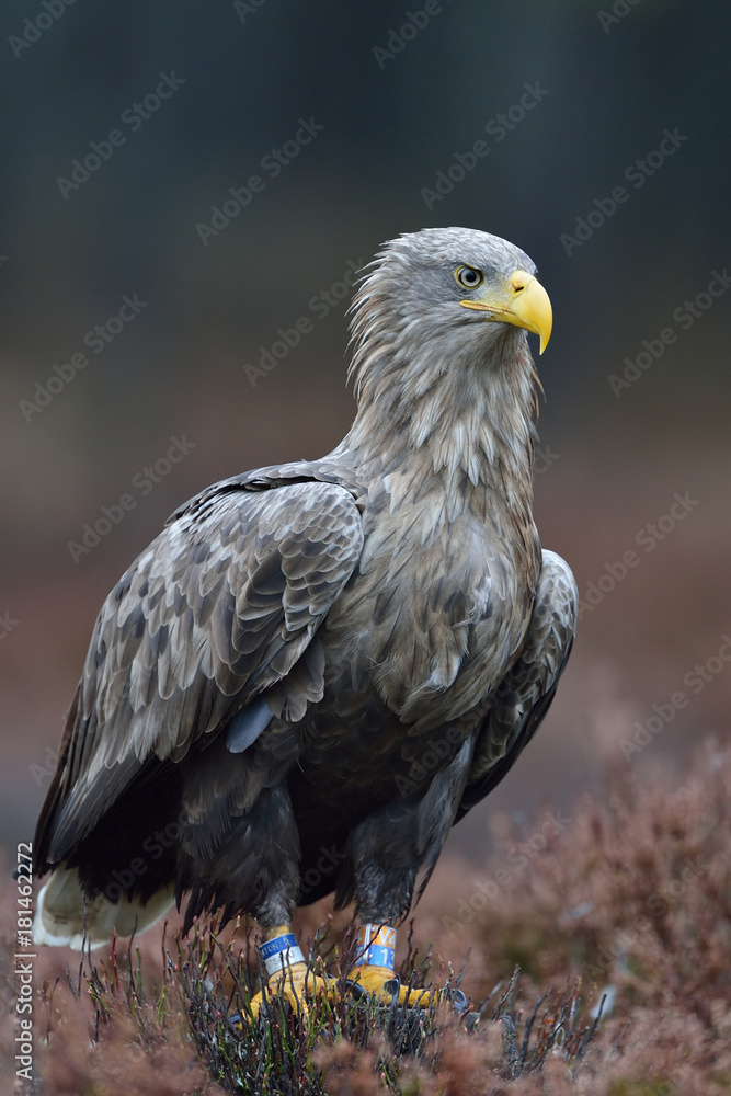 Obraz premium White-tailed eagle in the autumn