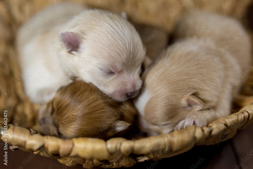 Pomeranian newborn sales