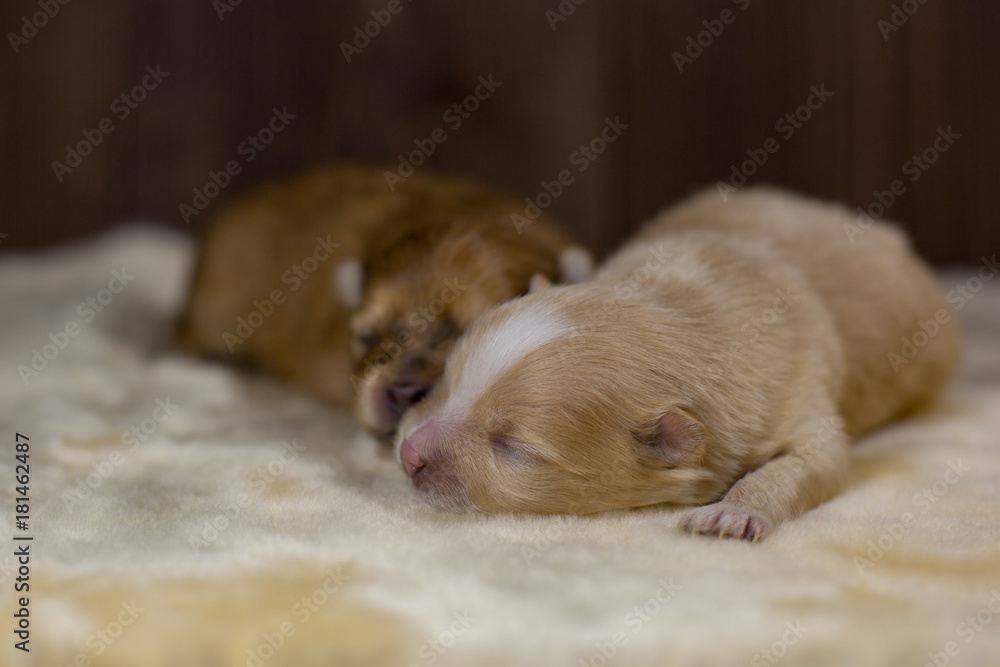 Newborn puppy of Spitz Pomeranian.  - obrazy, fototapety, plakaty 