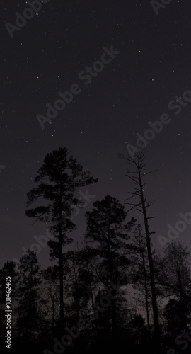 Tree silhouettes at night © Guy Sagi