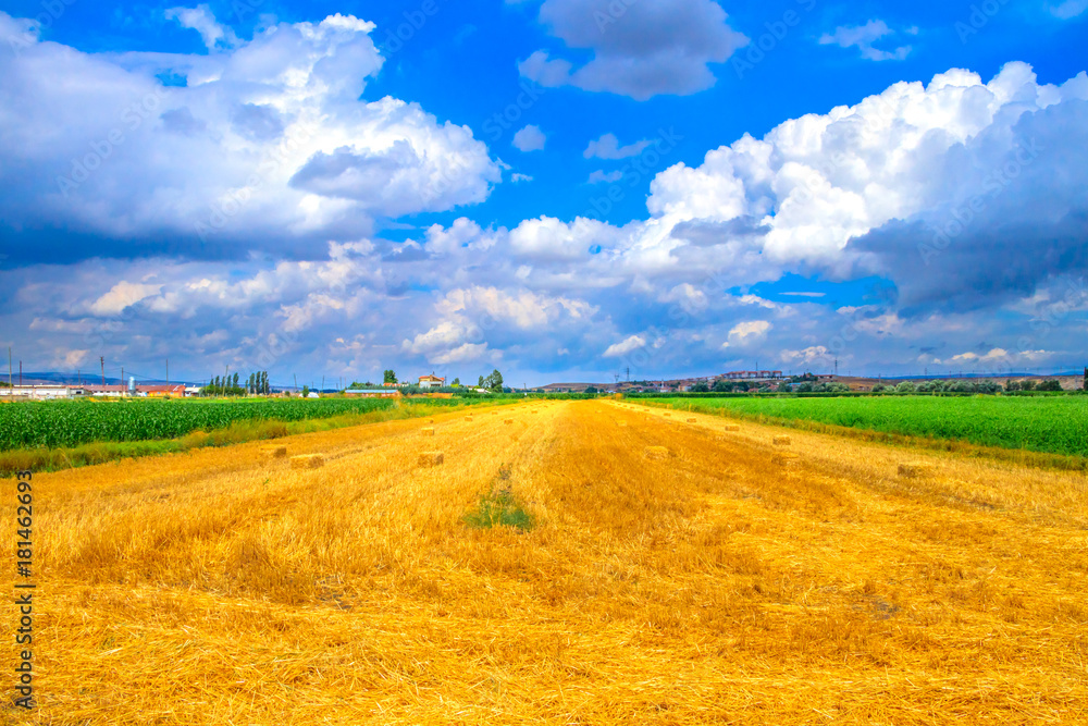Wheat field and cumulus clouds Wheat field and cumulus clouds