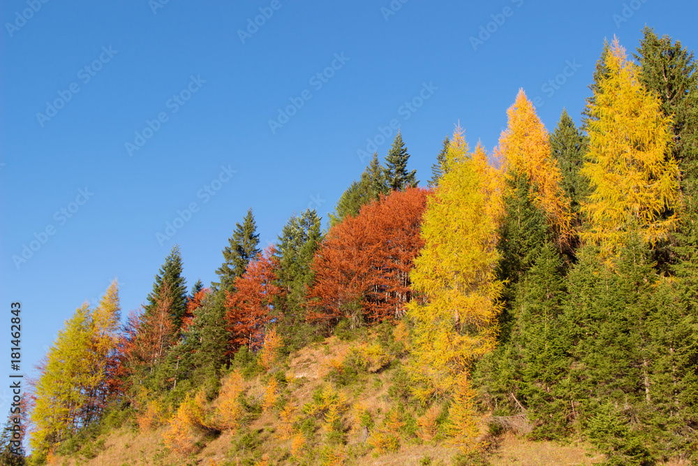 Autumn trees and landscape with colorful leaves, forest in nature background.