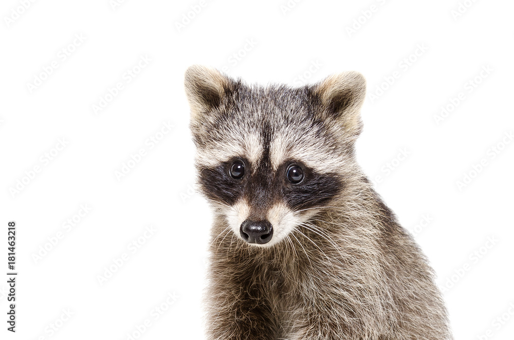 Portrait of a cute little raccoon isolated on white background