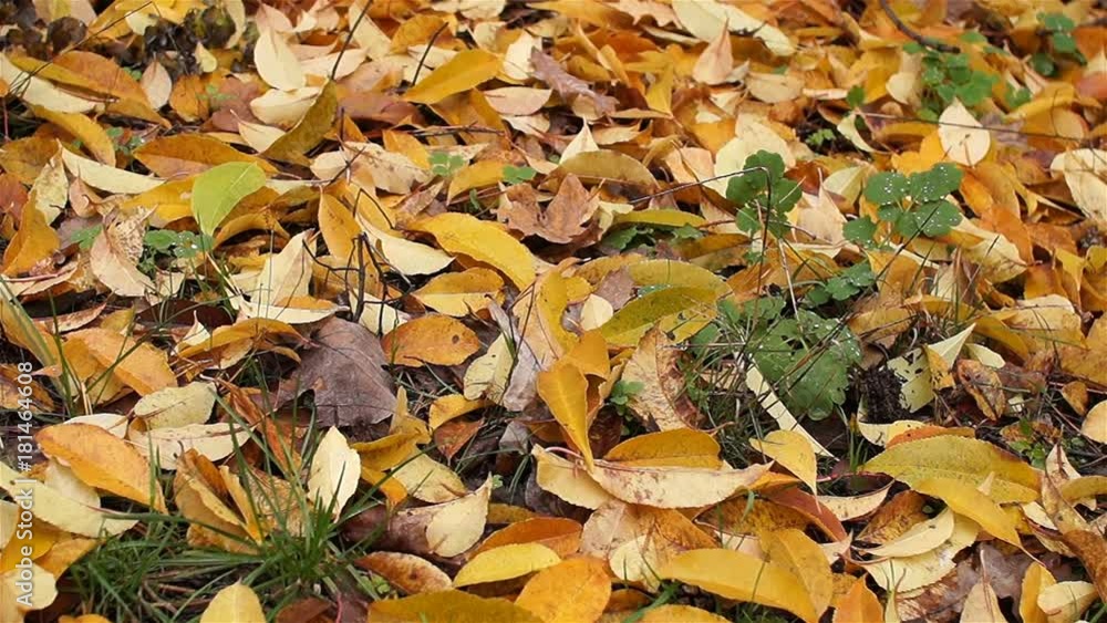 Panorama. Yellow, bright leaves lie on the ground. Autumn season. Panorama. Yellow, bright leaves lie on the ground. Autumn season.