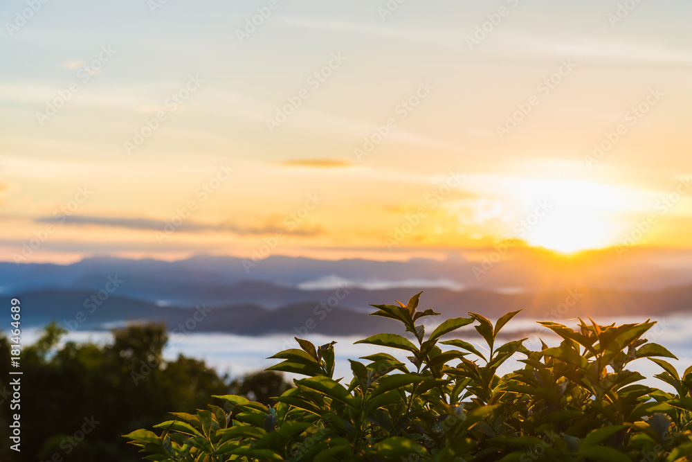 Green leaf tree with beautiful scene background of sunrise and layer of mountain and sea of mist