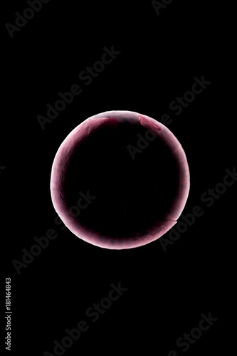 Red onion outline over black