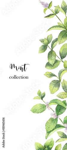 Watercolor vector banner of mint branches isolated on white background.
