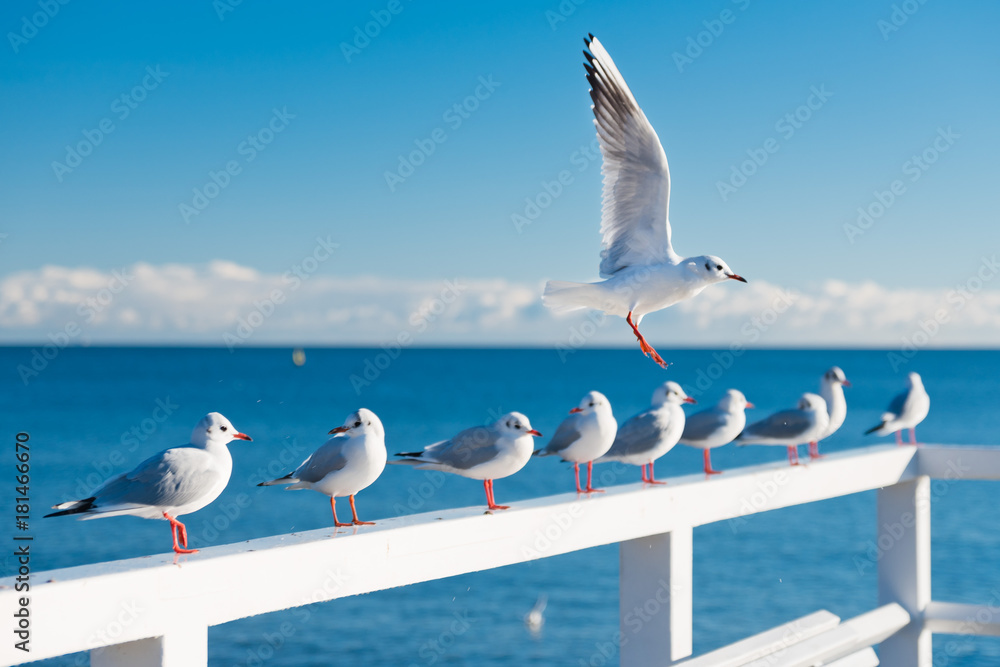 Gull flying, in the background gulls sitting on the railing - obrazy, fototapety, plakaty 