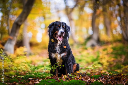 Fototapeta Naklejka Na Ścianę i Meble -  Bernese mountain dog in an autumn forest