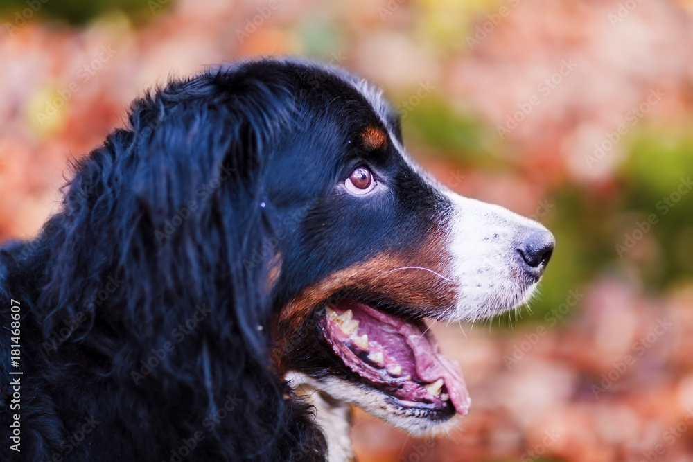 Bernese mountain dog with autumn colors in background