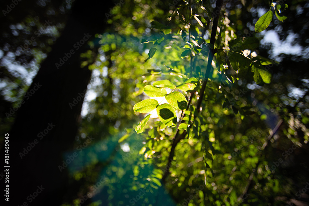 Sunlight through leaves in a dark forest