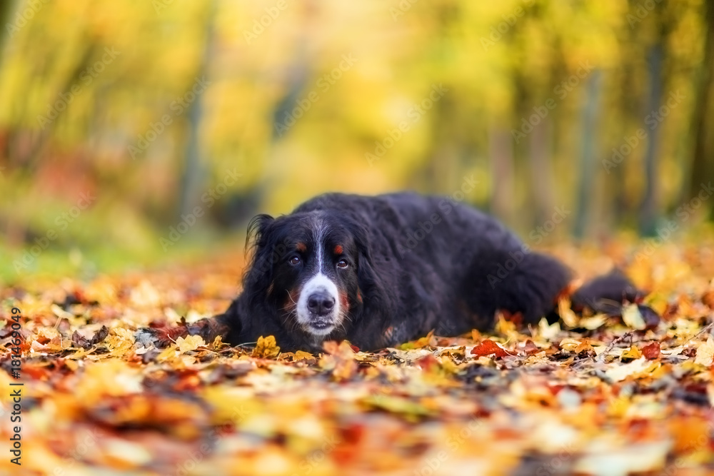 Bernese mountain dog in an autumn forest