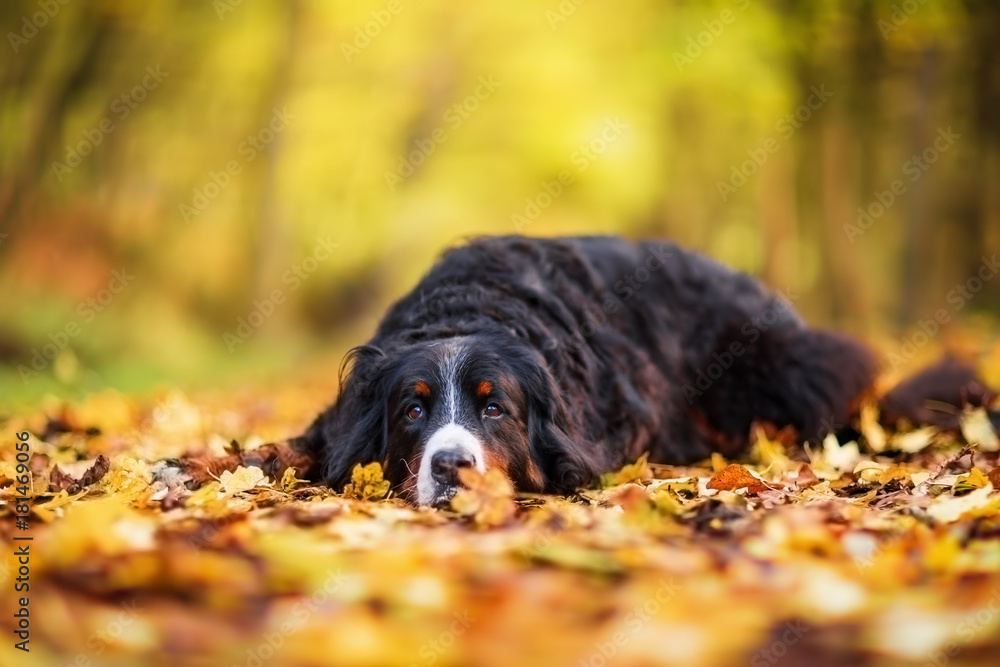 Bernese mountain dog in an autumn forest