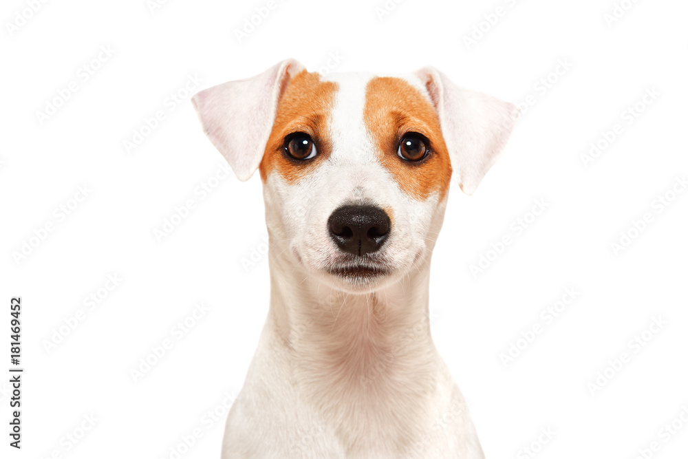 Portrait of funny young dog breed Parson Russel Terrier, closeup, isolated on white background
