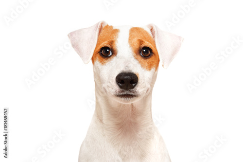 Fototapeta Naklejka Na Ścianę i Meble -  Portrait of funny young dog breed Parson Russel Terrier, closeup, isolated on white background