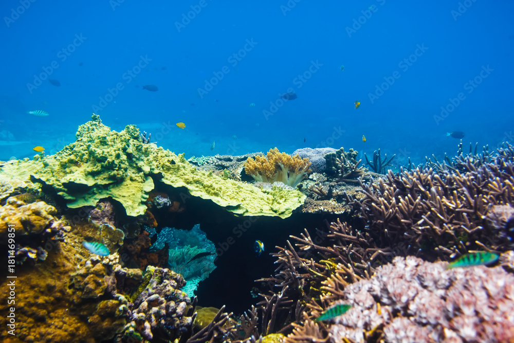 Tropical fishes on the coral reef, blue ocean. Wild life in underwater