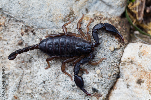 Scorpion of the species Euscorpius italicus