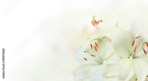 Banner with lilies of white color