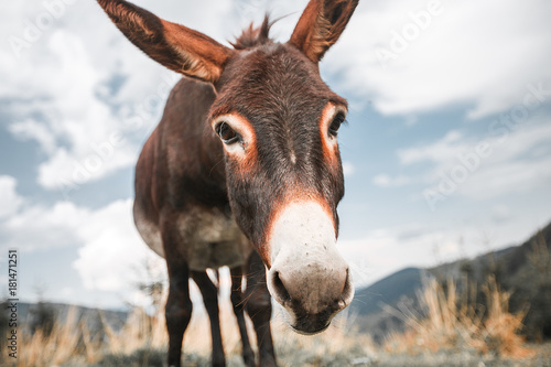 Donkey grassing in mountain © evgeniy_regulyan