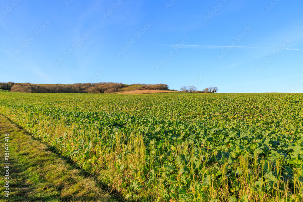 Sussex Farm Landscape