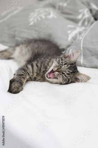 Schläfriges Kätzchen, das auf einem Bett gähnt © foxartwork