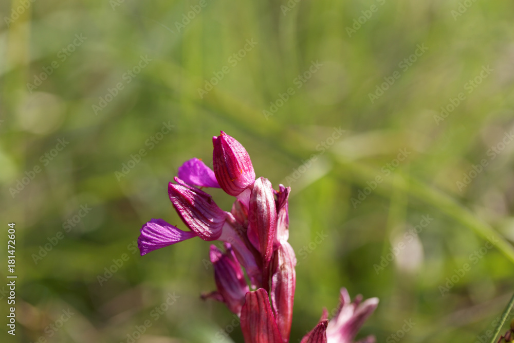Fototapeta premium Flower of a butterfly orchid (Anacamptis papilionacea)