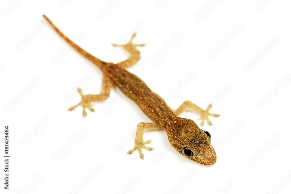 Naklejka premium Baby lizard or gecko