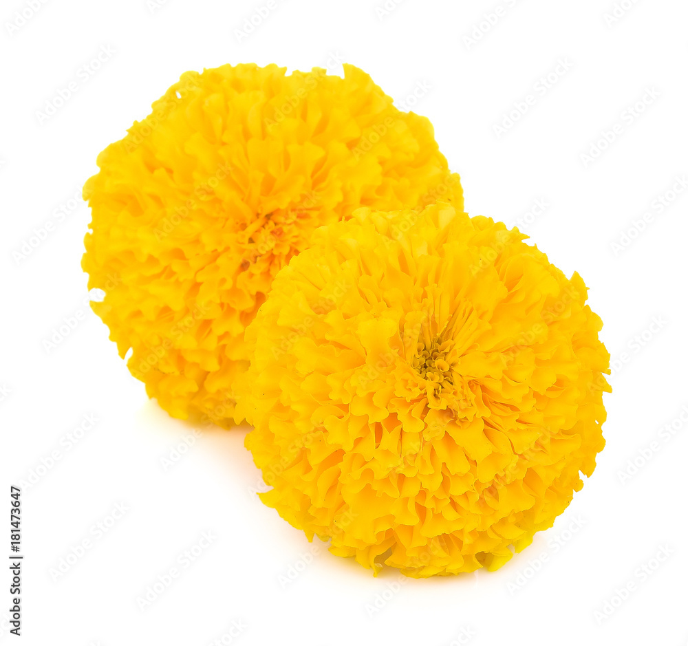 Isolated marigold flower on white background Isolated marigold flower on white background